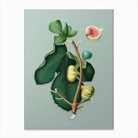 Vintage White Peel Fig Botanical Art on Mint Green Canvas Print