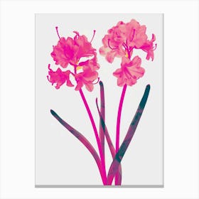 Hot Pink Hyacinth 1 Canvas Print