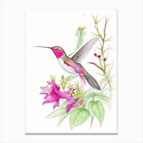 Hummingbird In A Garden Quentin Blake Illustration Canvas Print