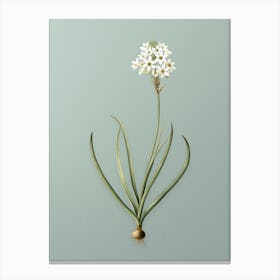 Vintage Arabian Starflower Botanical Art on Mint Green n.0328 Canvas Print