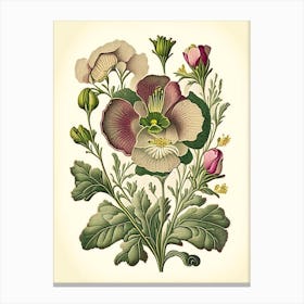 Primrose 1 Floral Botanical Vintage Poster Flower Canvas Print