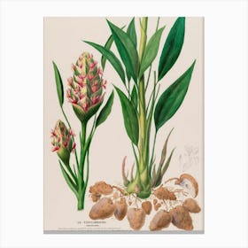 Plant With Flowers And Leaves Canvas Print