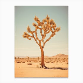  Photograph Of A Joshua Tree In A Sandy Desert 3 Canvas Print