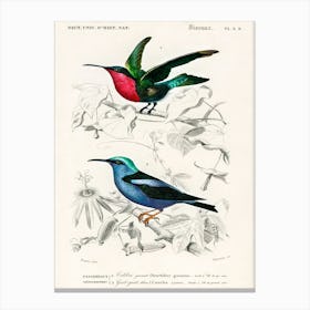 Different Types Of Birds, Charles Dessalines D'Orbigny Canvas Print