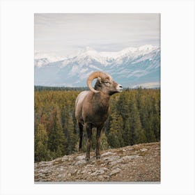 Rocky Mountain Bighorn Sheep Canvas Print