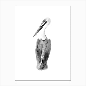 Black and White Pelican Art Print Canvas Print