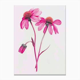 Hot Pink Coneflower Canvas Print
