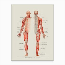 Anatomy Of The Human Body 1 Canvas Print