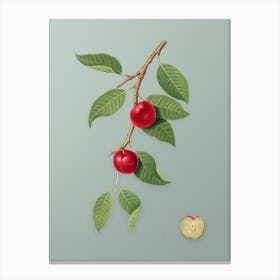 Vintage Cherry Plum Botanical Art on Mint Green n.0398 Canvas Print