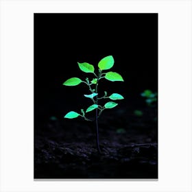 Small Green Plant In The Dark 5 Canvas Print