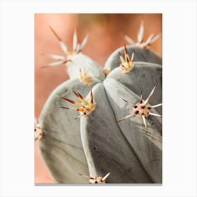 Cactus Spines Canvas Print