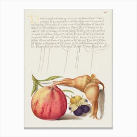 Common Apple, European Wild Pansy, And Giant Filbert From Mira Calligraphiae Monumenta, Joris Hoefnagel Canvas Print