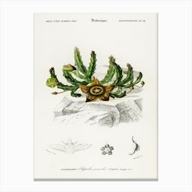 Carrion Flower, Charles Dessalines D'Orbigny Canvas Print