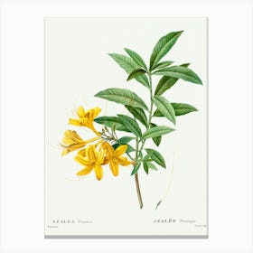 Yellow Azalea, Pierre Joseph Redoute Canvas Print