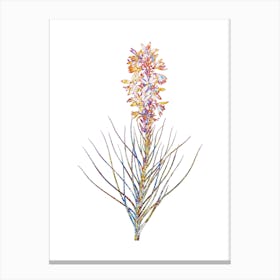 Stained Glass Yellow Asphodel Mosaic Botanical Illustration on White n.0064 Canvas Print