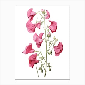 Sweet Peas Flower Vintage Botanical 3 Canvas Print