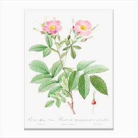 Alpine Rose, Pierre Joseph Redoute 2 Canvas Print