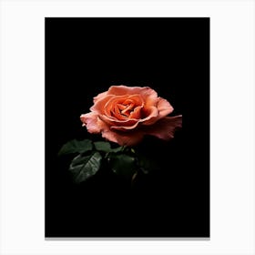 Single Rose On Black Background 1 Canvas Print