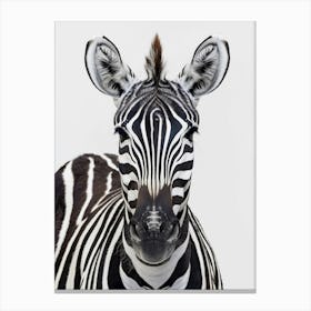 Zebra Portrait Canvas Print