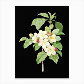 Vintage Apple Blossom Botanical Illustration on Solid Black n.0564 Canvas Print