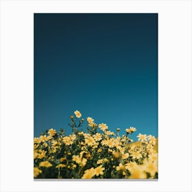 Field Of Yellow Flowers Canvas Print