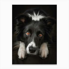 Stunning Portrait Photography Of A Border Collie Dog Canvas Print