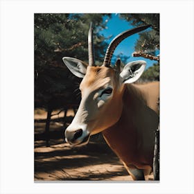Antelope photograph Canvas Print