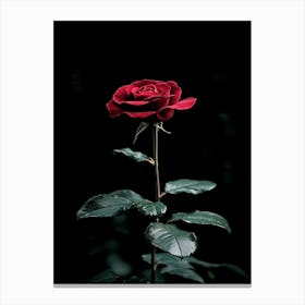 Dark Rose 108 Canvas Print