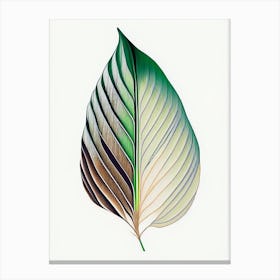 Hosta Leaf Abstract 4 Canvas Print