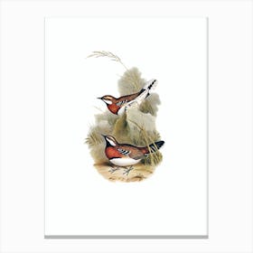 Vintage Chestnut Breasted Ground Thrush Bird Illustration on Pure White Canvas Print
