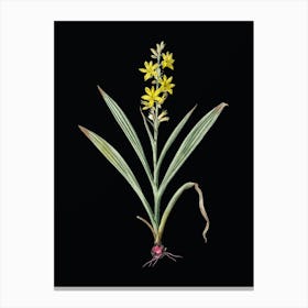 Vintage Wachendorfia Thyrsiflora Botanical Illustration on Solid Black n.0350 Canvas Print
