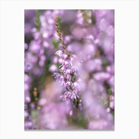 Pastel purple heather flowers - floral summer nature and travel photography by Christa Stroo photography. Canvas Print