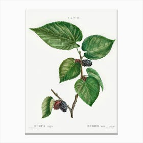 Black Mulberry, Pierre Joseph Redoute Canvas Print