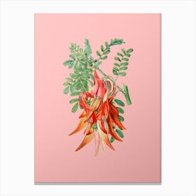 Vintage Crimson Glory Pea Flower Botanical on Soft Pink n.0195 Canvas Print
