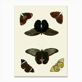 Vintage Butterflies In Flight 1 Canvas Print