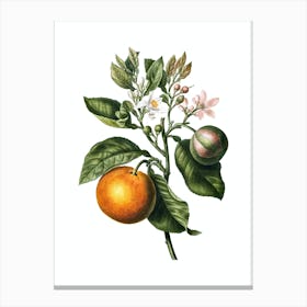 Vintage Bitter Orange Botanical Illustration on Pure White n.0781 Canvas Print