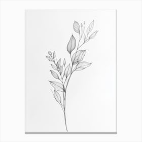 Drawing Of A Leaf 3 Canvas Print