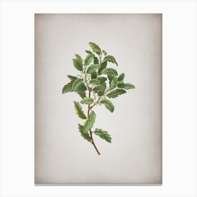 Vintage Evergreen Oak Botanical on Parchment n.0250 Canvas Print