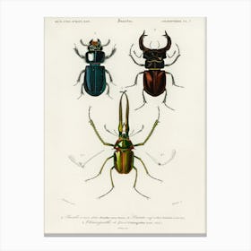 Different Types Of Beetles, Charles Dessalines D'Orbigny 7 Canvas Print