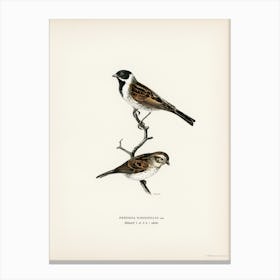 Reed Bunting, The Von Wright Brothers Canvas Print