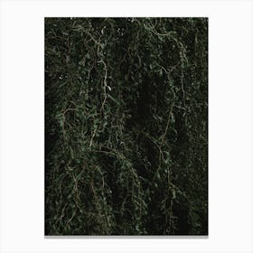 Wall Of Green Branches And Leaves Canvas Print