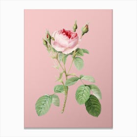 Vintage Double Moss Rose Botanical on Soft Pink n.0224 Canvas Print