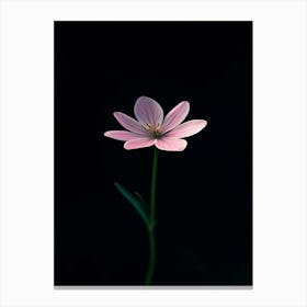 Single Pink Flower 6 Canvas Print