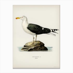 Great Black Backed Gull, The Von Wright Brothers 1 Canvas Print