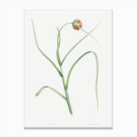 Cultivated Garlic, Pierre Joseph Redoute Canvas Print