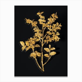 Vintage Bilberry Botanical in Gold on Black n.0222 Canvas Print