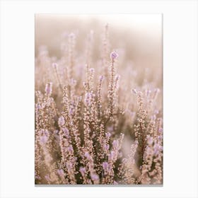 Dreamy heather purple flowers sunlight Canvas Print