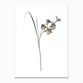 Vintage Gladiolus Ringens Botanical Illustration on Pure White n.0215 Canvas Print