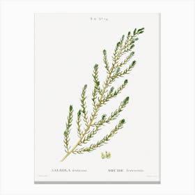 Shrubby Seabligh, Pierre Joseph Redoute Canvas Print