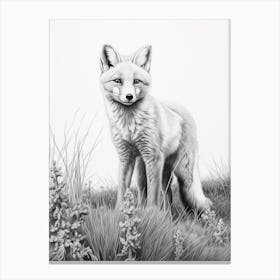 Arctic Fox In A Field Pencil Drawing 2 Canvas Print
